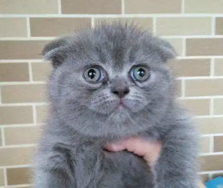 蓝猫有了女朋友,铲屎官心里酸溜溜,蓝猫单身狗,请滚开猫咪