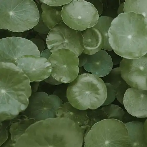 绿色系清新养眼摄影