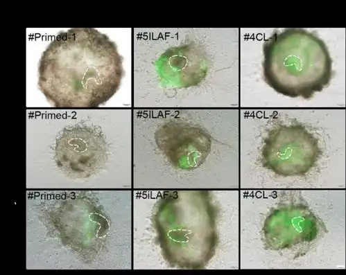 科学家成功构建胚胎干细胞嵌合体猴