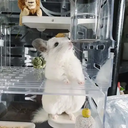 动物能给情绪价值吗今日头条