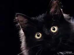 猫系女友二次元动态壁纸