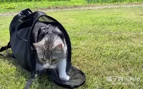 最可爱养成系小猫麻薯丸是如何成为顶流的还打破了世界纪录
