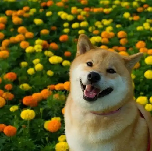 柴犬数字货币前景堪忧