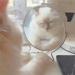 猫系头像双人钱钟书