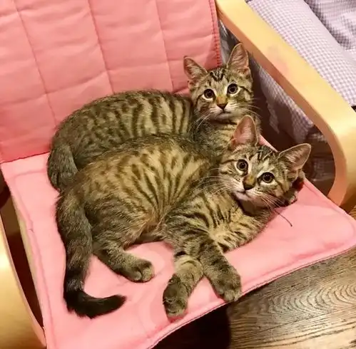 一位妈妈领养了两只猫咪后,她说猫咪教会了我的孩子包容与爱