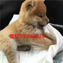 七台河哪里出售日系柴犬幼犬超萌日系柴犬柴犬价格柴犬图片柴犬好养吗柴犬照片