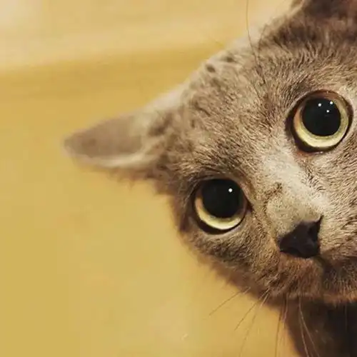 情侣头像丨超好看情侣头像大全