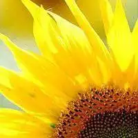 微信头像向日葵女孩微信头像图片大全