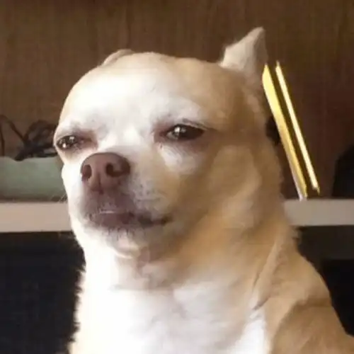 动物头像治愈系宠物壁纸图片墙纸