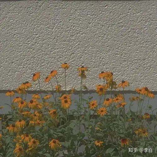 有没有纯色背景的卡通头像