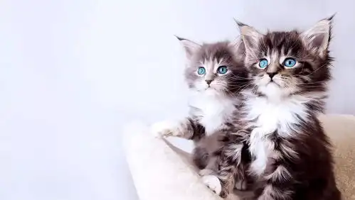 买猫是个技术活,网上买猫虽然价格便宜,不过也要慎重选猫