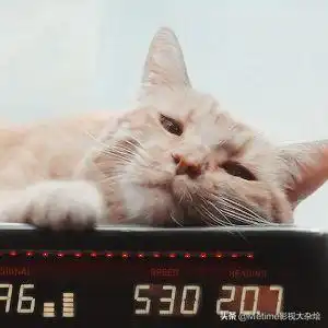 惊奇队长之前,谁都不会想到一只橘猫能抢走全片所有人的风头