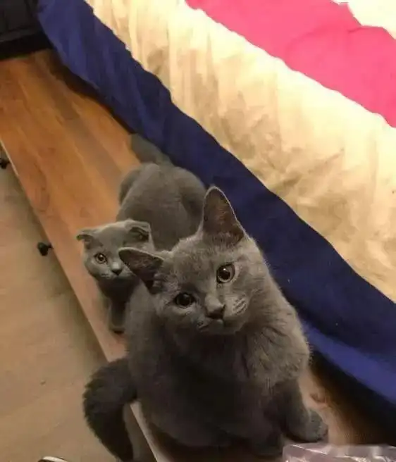 朋友养了两只英短蓝猫,竟然连女朋友都不想找了