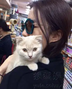 欧美系头像女抱猫刘亦菲