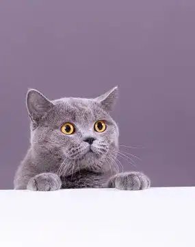 点击来源直接获取大图文件美丽有趣的灰色英国猫从白色桌子后面偷看摄影搞笑猫猫高清大图