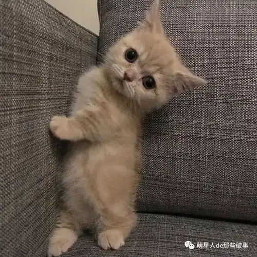 霸气的橘猫头像戴墨镜