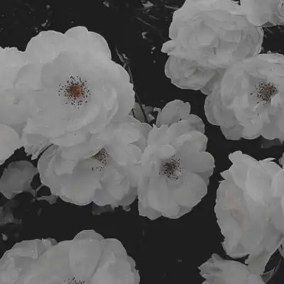 黑色丧系背景图