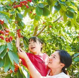 河北秦皇岛种植樱桃农民增收