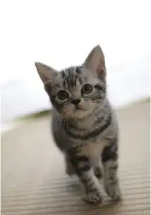 中村苍首搭可爱猫咪演戏新片上演感人催泪物语