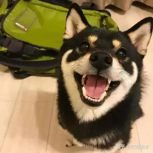 黑柴头像可爱
