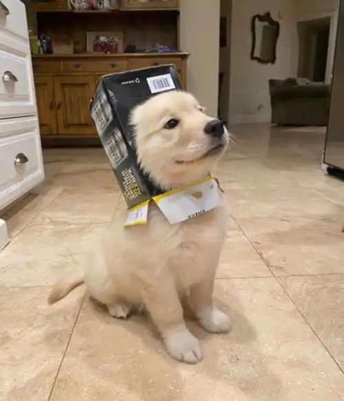 i胡姐姐看看我啊