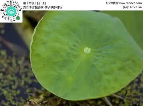 一顶荷叶高清图片下载红动网