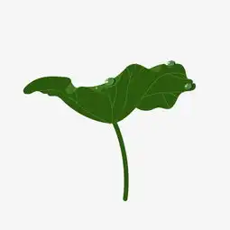 矢量卡通夏天夏季暑期暑假荷叶图片素材其他格式下载动漫人物大全