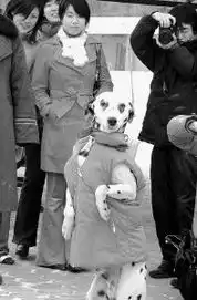 狗狗也过情人节单身马克寻意中她