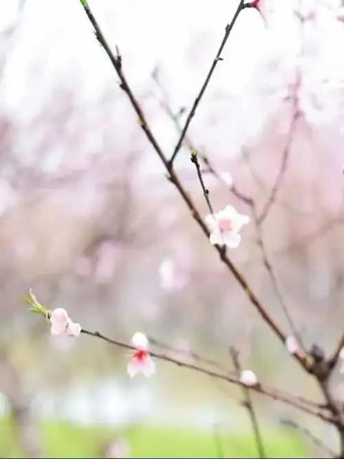 武威的春天抬头是蓝天白云低头是青翠草地凤凰网甘肃凤凰网