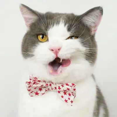 可爱的猫咪头像最新可爱猫咪头像高清