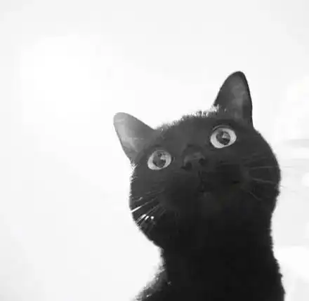 日本一主人教你怎么样才能拍出好看的黑猫照片,前提是一定要...