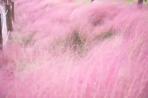 好拍上海粉黛乱子草观赏地大盘点,少女心泛滥