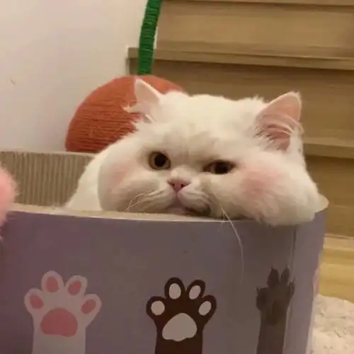 猫系少女头像简单版莫兰