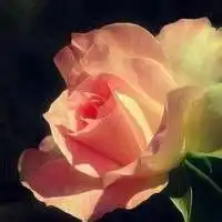 徽信头像红色花微信头像图片大全