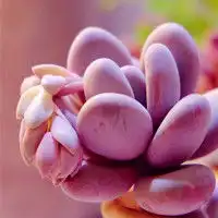 可爱的多肉植物头像丰满圆润的即视感