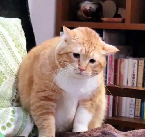 听说猫咪都是液体做的不过,橘猫除外