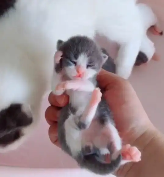 猫咪不慎意外怀孕,2个月后生一窝小奶猫,主人看后笑岔气了