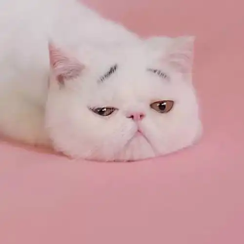 我们一起学猫叫,一起喵喵喵喵喵