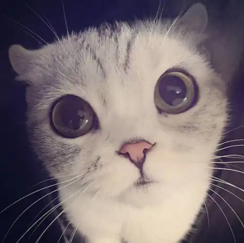 韩系高冷带猫女生头像猫