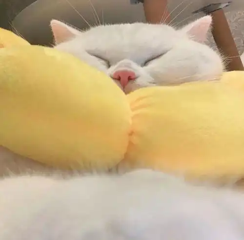 可爱萌宠猫咪头像