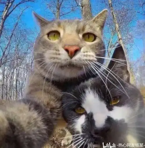 大佬都用这些头像,难道你还不换吗