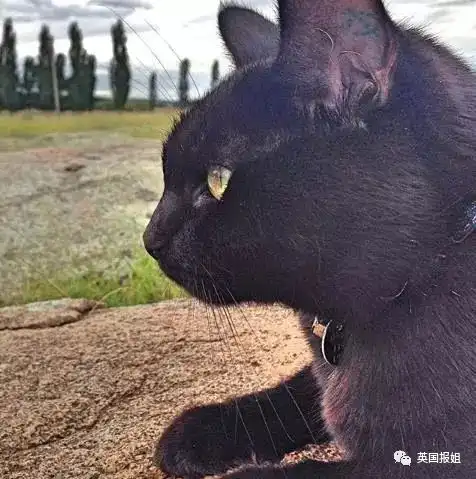 猫系女友分类头像图片