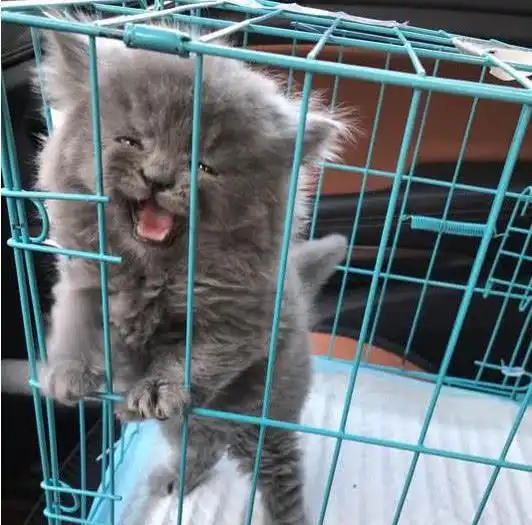 女友经不住诱惑养了只猫,小猫咪很可爱有趣,得耳螨后它有点绝望