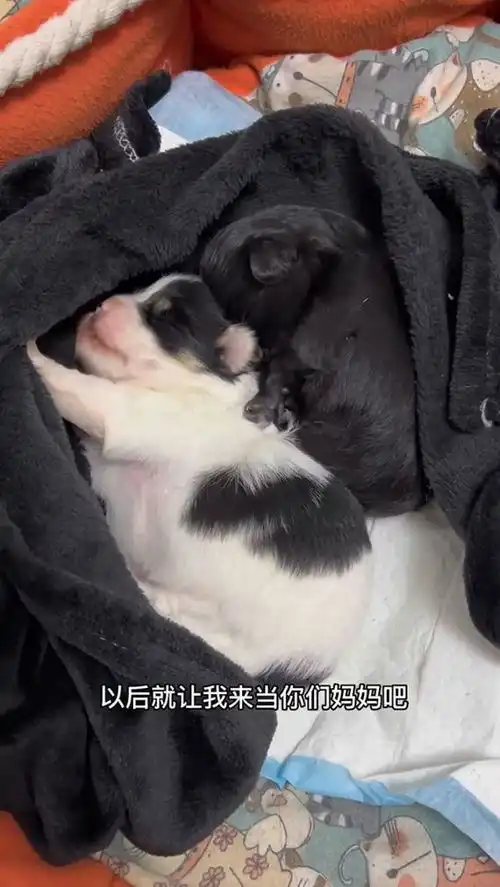 女子遛狗时捡到小奶狗,同一地点第二天又捡一条狗妈妈哪去了