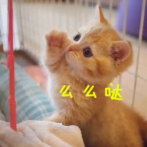 铲屎官找不到家里的小奶猫,不经意看到鞋盒子,铲屎官笑出猪叫