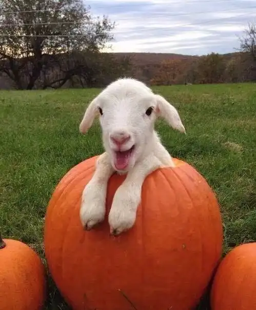 超治愈的小羊羔,好乖啊