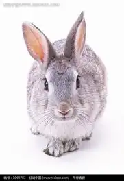 一只上镜的可爱小兔子图片免费下载编号1069783红动网