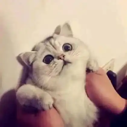 小猫卡通头像寿司