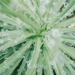 2018森系小清新绿色系微信头像我再喜欢海也不能去跳海