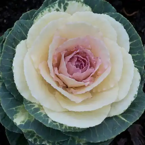 绿容专家聊节气丨寒风萧瑟,不过这些花正盛开